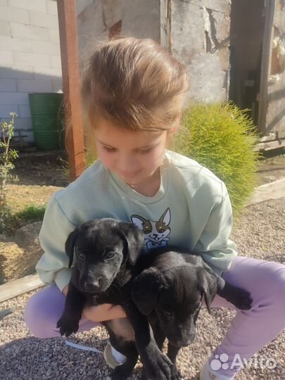 Отдам щенков лабрадора осталась только девочка