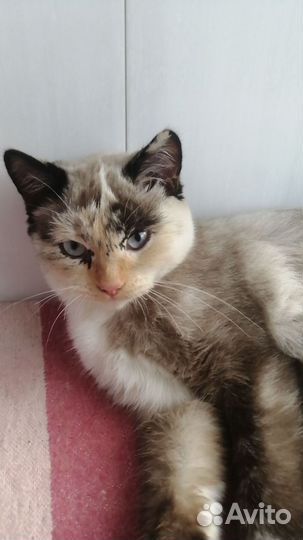 Дворжняжка