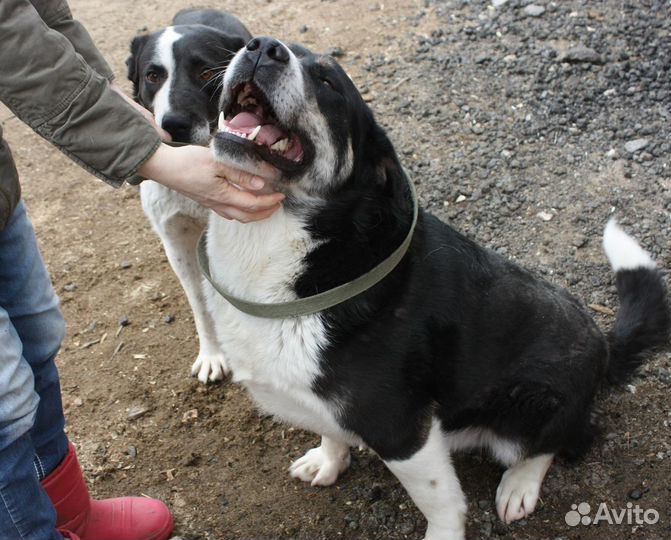 Тимур ищет дом