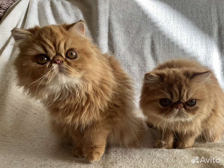 Персидские котята