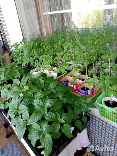 Рассада помидор, перец болгарский, баклажан и пр