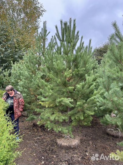 Хвойные растения