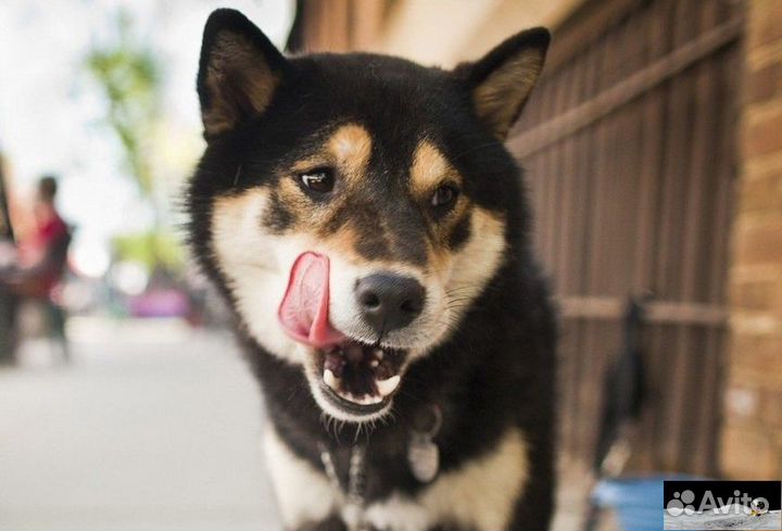 Частный ветеринар на выезд. Работаю круглосуточно