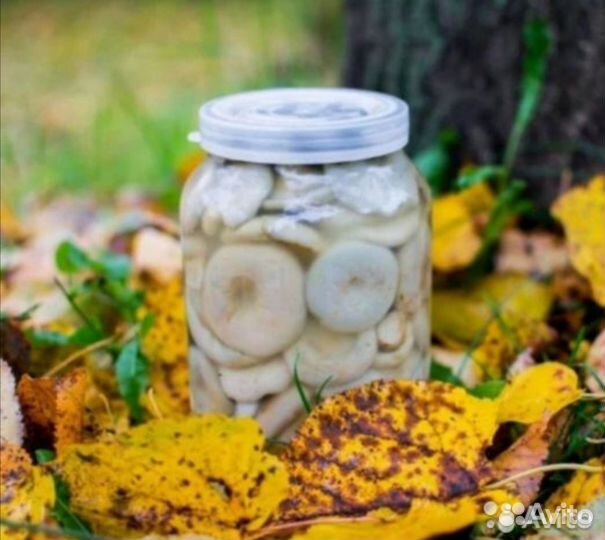 Грибы грузди соленые