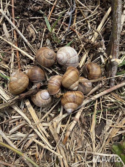 Улитка Виноградная