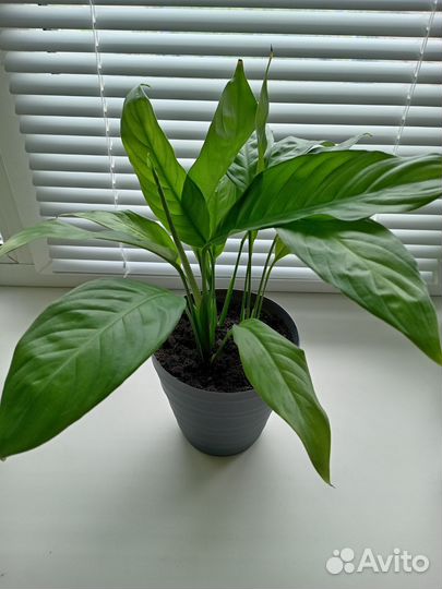 Спатифиллум