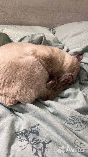 Уход за животными с проживанием