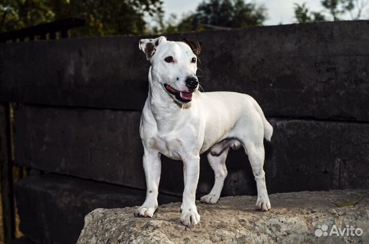 Джек Рассел терьер