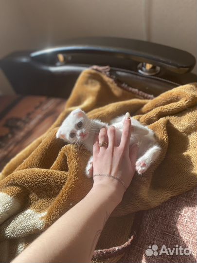 Котенок вислоухий