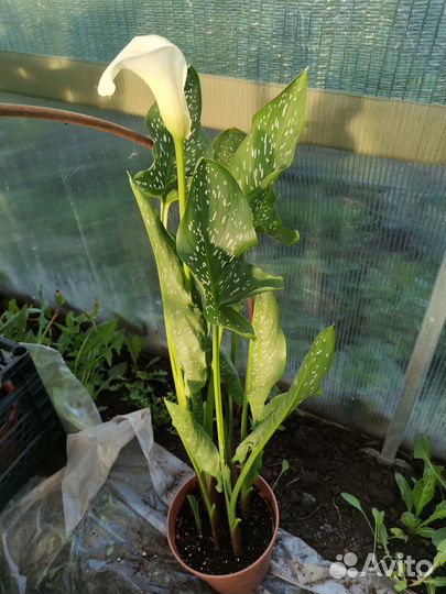 Продам каллы в горшке