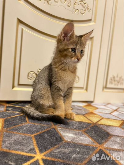 Кошка чаузи ф1