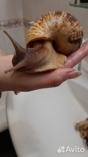 Улитки ахатины бесплатно