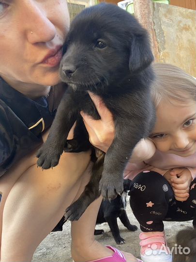 Метис лабрадора