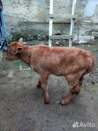 Теленок телка