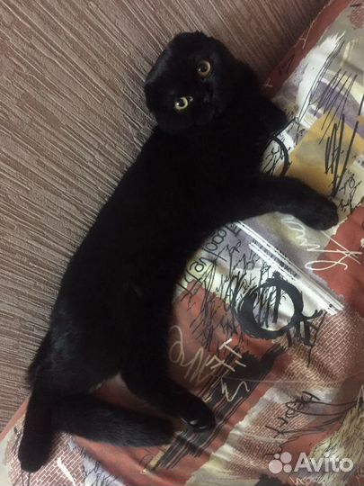 Кошка для вязки