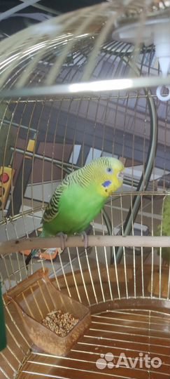 Волнистый попугай с клеткой