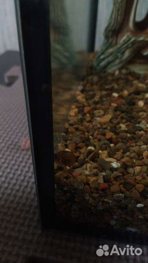 Аквариумные рыбки