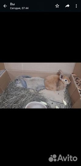 Продам дикоротивных кроликов