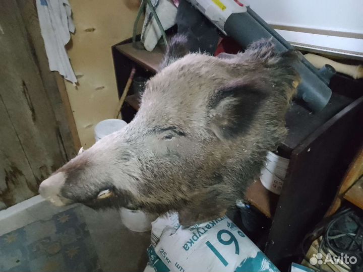 Чучело кабана