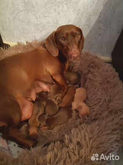 Щенки таксы