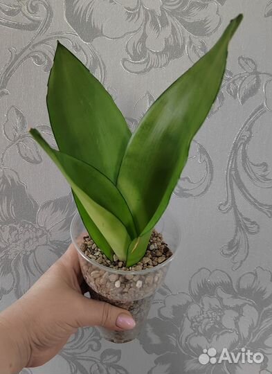 Сансевиерия муншайн