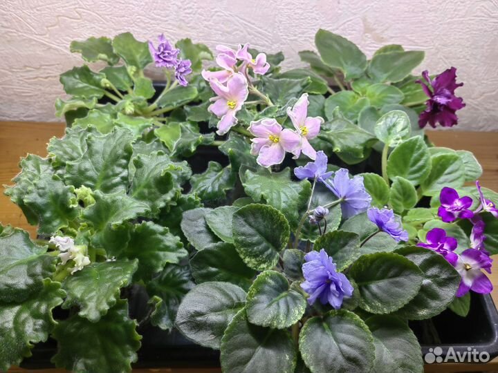 Фиалки сортовые