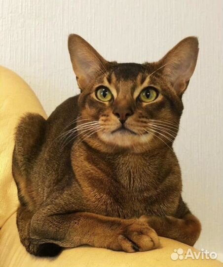 Абесинские котята