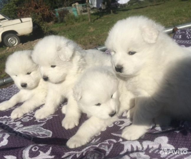 Щенки самоеда