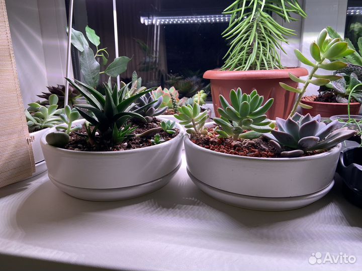 Флорариум суккуленты