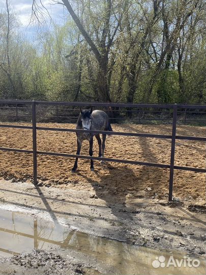 Жеребец орловский рысак