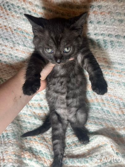 Котенок в дар