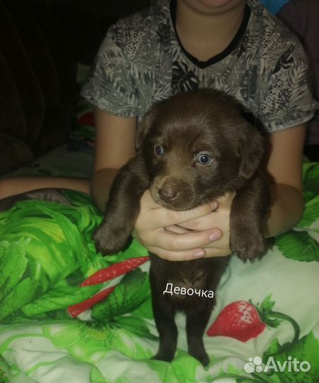 Митисы щенки