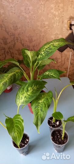 Диффенбахия Марс