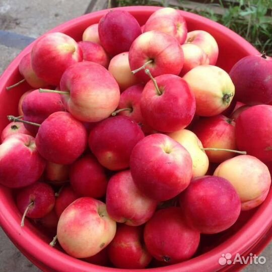 Яблоня полукультурка