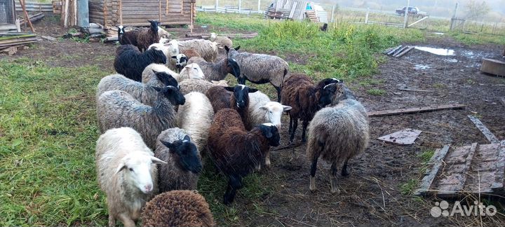 Овцы бараны
