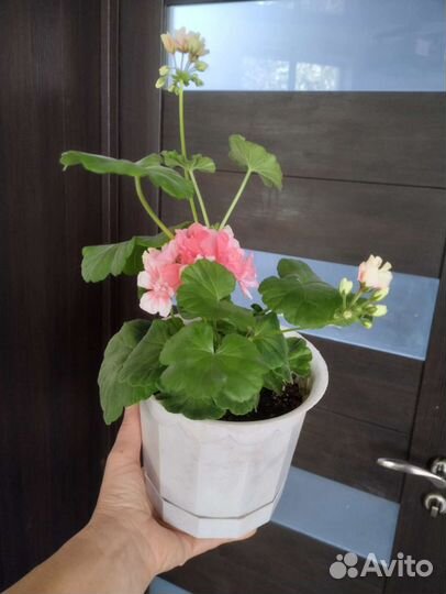 Пеларгония герань цвет лосось