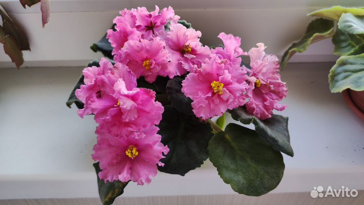 Комнатные цветы фиалки