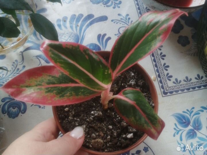 Аглаонема, бегонии, рео, маранта, фикус