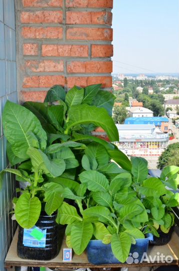 Саженцы натурального табака. Популярные сорта