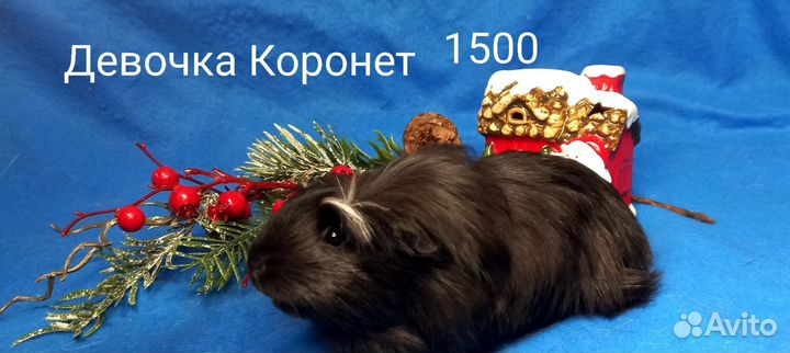 Морская свинка