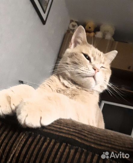 Передержка животных