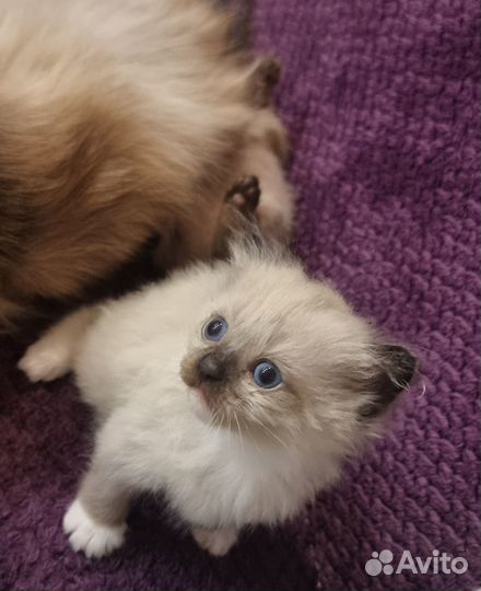 Котята сиамы помесь