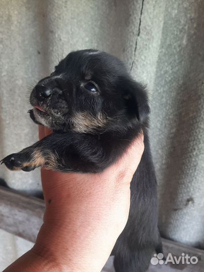 Маленькие пёсики