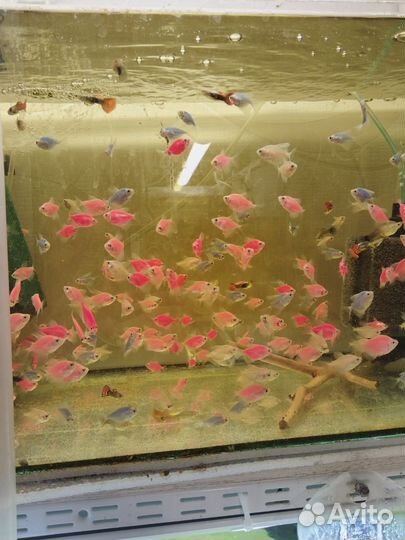 Аквариумные рыбки, аквариум