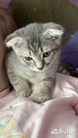 Шотландская