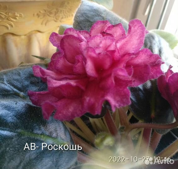 Фиалки взрослые,старты, детки