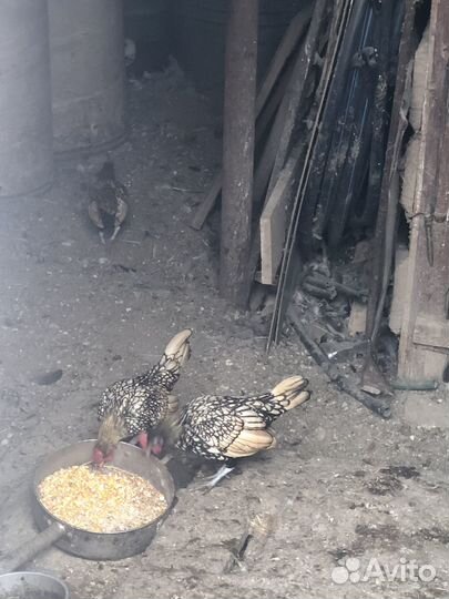 Продам петушка сибрайта