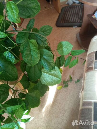 Клеродендрум томпсона