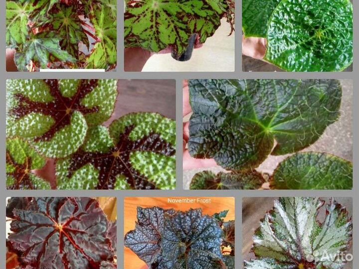 Бегонии декоративно-лиственные