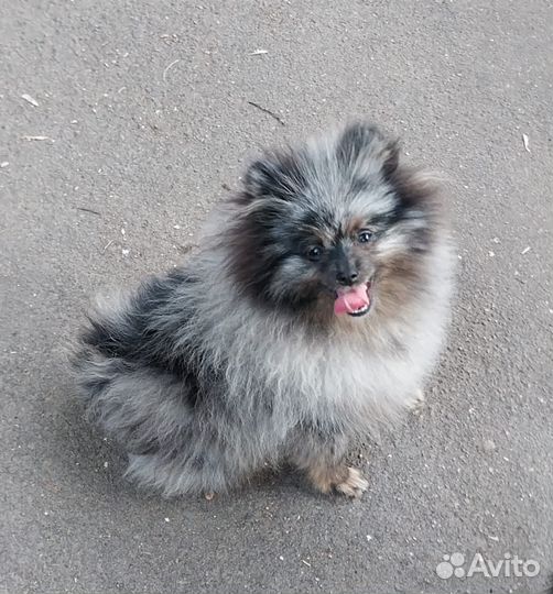 Померанский шпиц